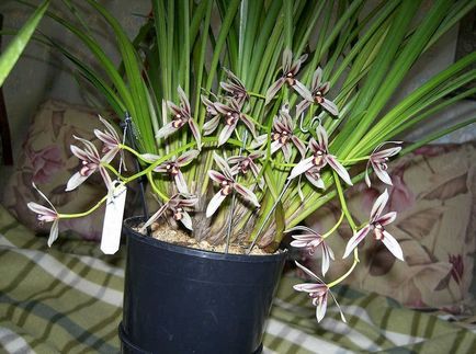 Cymbidium fotó, faj, egyre nagyobb a vetőmag és otthoni gondozást (mag) Cymbidium fotó, faj, egyre nagyobb a mag és ápolási otthon