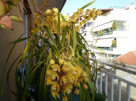 Cymbidium fotografie, specie, crescând din semințe și îngrijire la domiciliu