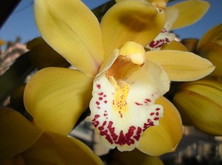 Cymbidium fotó, faj, egyre nagyobb a vetőmag és otthoni gondozást (ellátást) Cymbidium fotó, faj, egyre nagyobb a mag és ápolási otthon