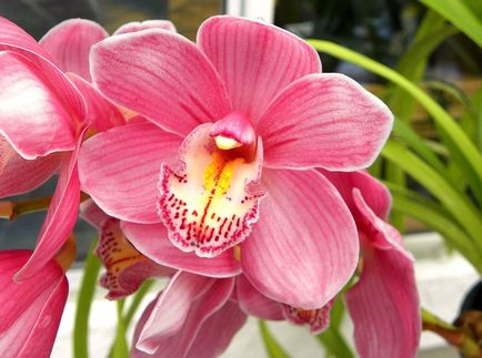 Cymbidium fotó, faj, egyre nagyobb a vetőmag és otthoni gondozást (Cymbidium) Cymbidium fotó, faj, egyre nagyobb a mag és ápolási otthon