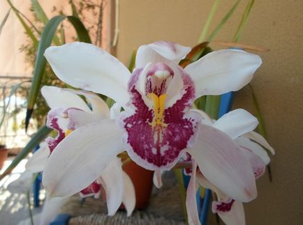 Cymbidium fotó, faj, egyre nagyobb a vetőmag és otthoni gondozást (ellátást) Cymbidium fotó, faj, egyre nagyobb a mag és ápolási otthon