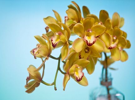 Cymbidium fotó, faj, egyre nagyobb a vetőmag és otthoni gondozást (mag) Cymbidium fotó, faj, egyre nagyobb a mag és ápolási otthon