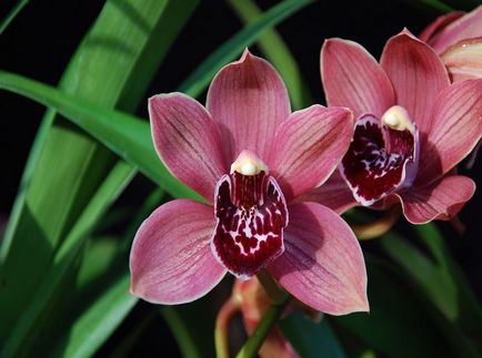 Cymbidium fotó, faj, egyre nagyobb a vetőmag és otthoni gondozást (Cymbidium) Cymbidium fotó, faj, egyre nagyobb a mag és ápolási otthon
