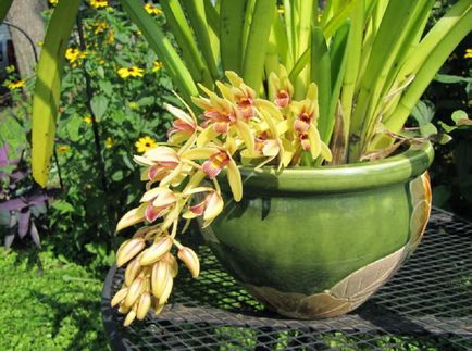 Cymbidium fotó, faj, egyre nagyobb a vetőmag és otthoni gondozást (faj) Cymbidium fotó, faj, egyre nagyobb a mag és ápolási otthon