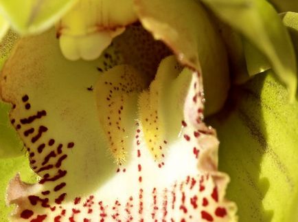 Cymbidium fotografie, specie, crescând din semințe și îngrijire la domiciliu