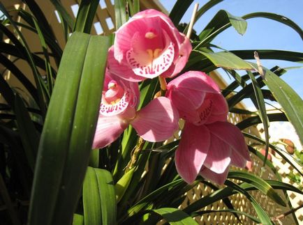 Cymbidium fotó, faj, egyre nagyobb a vetőmag és otthoni gondozást (mag) Cymbidium fotó, faj, egyre nagyobb a mag és ápolási otthon