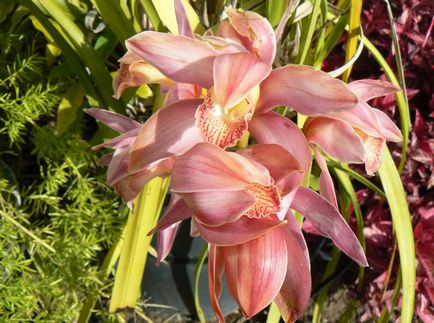 Cymbidium fotó, faj, egyre nagyobb a vetőmag és otthoni gondozást (Cymbidium) Cymbidium fotó, faj, egyre nagyobb a mag és ápolási otthon
