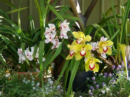 Cymbidium fotó, faj, egyre nagyobb a vetőmag és otthoni gondozást (faj) Cymbidium fotó, faj, egyre nagyobb a mag és ápolási otthon