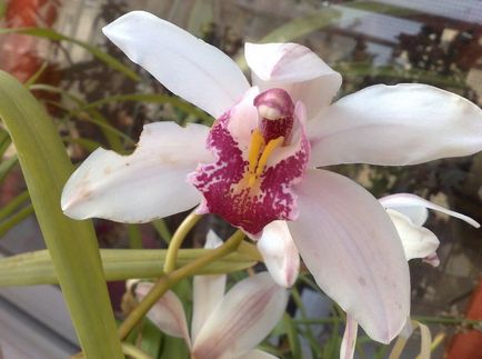 Cymbidium fotó, faj, egyre nagyobb a vetőmag és otthoni gondozást (mag) Cymbidium fotó, faj, egyre nagyobb a mag és ápolási otthon