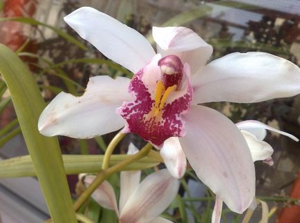 Cymbidium fotografie, specie, crescând din semințe și îngrijire la domiciliu