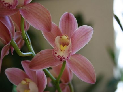 Cymbidium fotó, faj, egyre nagyobb a vetőmag és otthoni gondozást (faj) Cymbidium fotó, faj, egyre nagyobb a mag és ápolási otthon