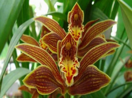 Cymbidium fotó, faj, egyre nagyobb a vetőmag és otthoni gondozást (mag) Cymbidium fotó, faj, egyre nagyobb a mag és ápolási otthon