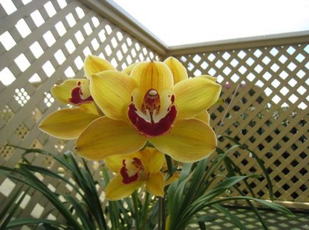 Cymbidium fotó, faj, egyre nagyobb a vetőmag és otthoni gondozást (faj) Cymbidium fotó, faj, egyre nagyobb a mag és ápolási otthon