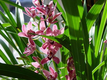 Cymbidium fotó, faj, egyre nagyobb a vetőmag és otthoni gondozást (mag) Cymbidium fotó, faj, egyre nagyobb a mag és ápolási otthon
