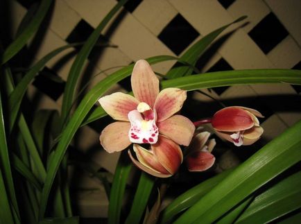 Cymbidium fotó, faj, egyre nagyobb a vetőmag és otthoni gondozást (faj) Cymbidium fotó, faj, egyre nagyobb a mag és ápolási otthon