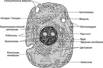 Цитологія лекція перша