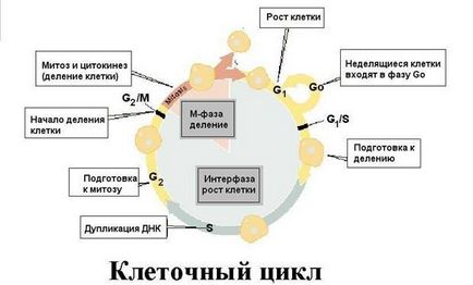 Цитологія лекція перша