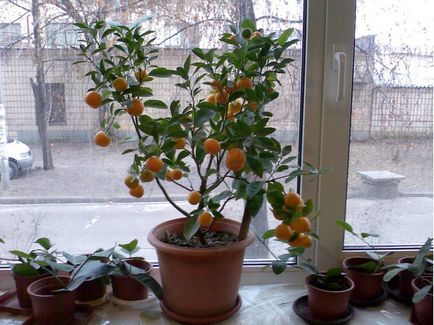 Citrusfélék az ablakpárkányon