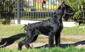 Middle Shepherd Asiatic (Alabai) - descriere, fotografie, preț, îngrijire și întreținere, 