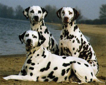 Dalmatian - caracteristici ale rasei, conținut, îngrijire
