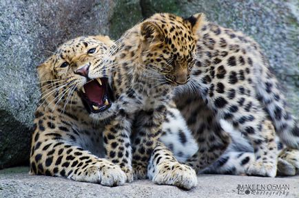 Leopardul din Orientul Îndepărtat - un animal rar din cartea roșie