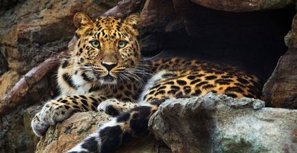 Leopardul din Orientul Îndepărtat - un animal rar din cartea roșie