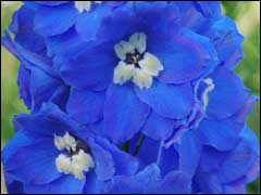 Delphinium luptă împotriva bolilor și dăunătorilor