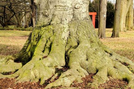 Arborele de fag - proprietățile sale magice și energia