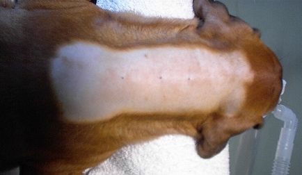 Sinele dermoid este o boală ereditară a pielii la animale