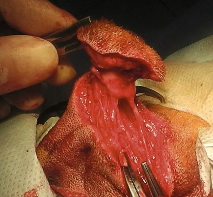 Дермоїдна синус - спадкове захворювання шкіри у тварин