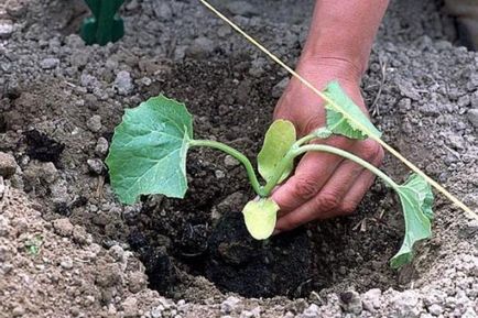 Caracterizarea pepenei aikido și cultivarea varietății