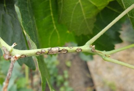 Melon Etiopia - oaspete delicios, suculent și sănătos