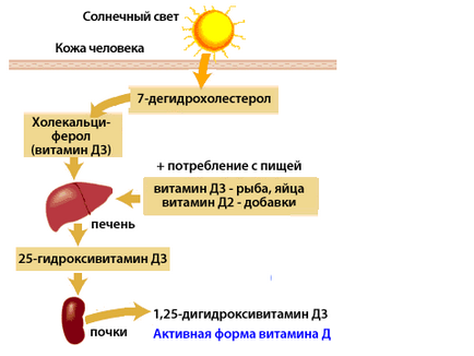 Miért van szükség a D-vitamin (D-vitamin) Miért van szükség a D-vitamin