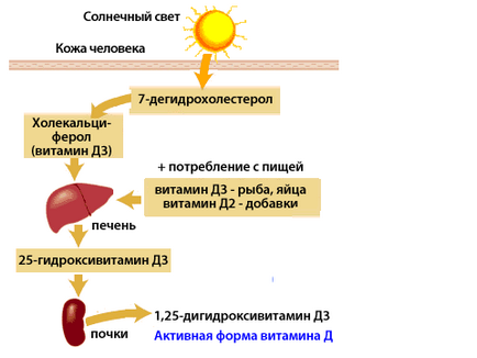 De ce am nevoie de vitamina d?