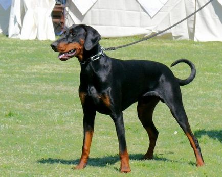 Doberman (Doberman Pinscher), enciclopedie de câini