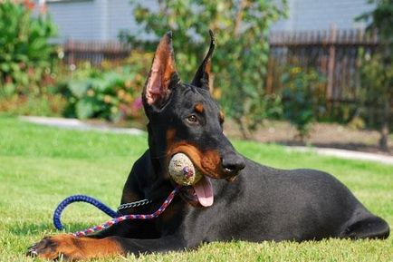 Doberman (Doberman Pinscher), enciclopedie de câini