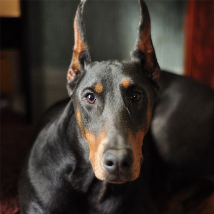 Doberman (Doberman Pinscher), enciclopedie de câini