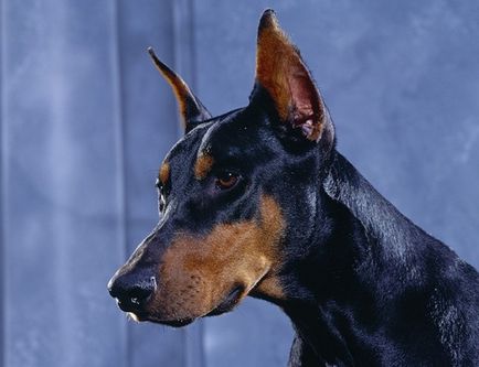 Doberman (Doberman Pinscher), enciclopedie de câini