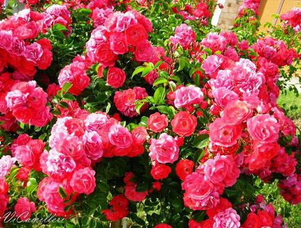 Valley of Roses, Bulgária