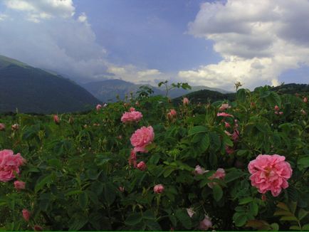 Valea Rozelor, Bulgaria