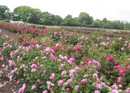 Valley of Roses, Bulgária