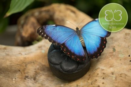 Будинок метеликів - фотосесія з метеликами
