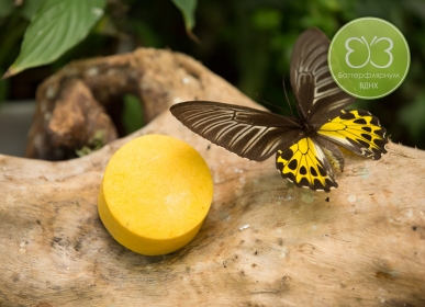 Butterfly House - fotografie cu Fluturi