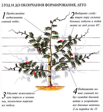 Liana sau plante wisteria asemănătoare copacilor și îngrijire în sol deschis