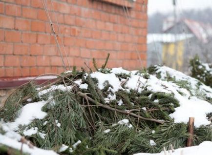 Деревоподібна ліана або гліцинія посадка і догляд у відкритому грунті