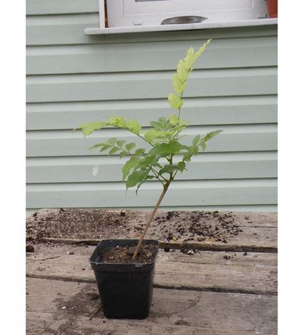 Liana sau plante wisteria asemănătoare copacilor și îngrijire în sol deschis