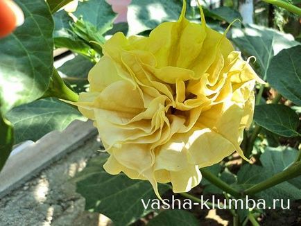Datura fű (fű) Datura fű