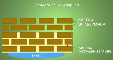 Ефективни козметика, както и начините за засилване на неговите свойства трансдермални