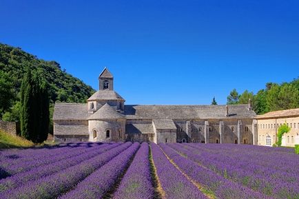 Excursie la câmpurile de lavandă din Nisa