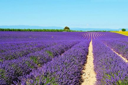 Excursie la câmpurile de lavandă din Nisa